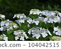 White hydrangea 104042515