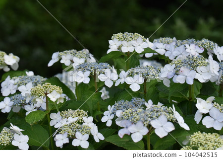 White hydrangea 104042515