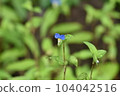 A single Tsuyukusa flower 104042516