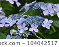 A light purple hydrangea 104042517