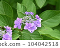 Purple hydrangea 104042518
