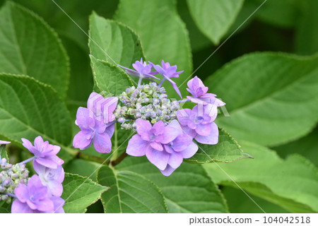 Purple hydrangea 104042518