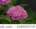 Red Hydrangea 104042519