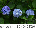 Blue hydrangea 104042520