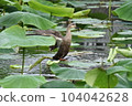 Flapping cargamo 104042628