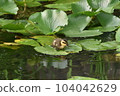 Spot-billed duck chicks on a lotus leaf 104042629