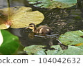 Chicks swimming in the water surface 104042632