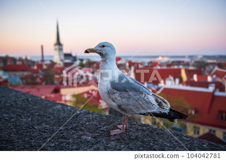 Tallinn and sea gull 104042781
