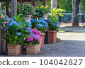 Scenery of a sightseeing spot where hydrangea blooms 104042827