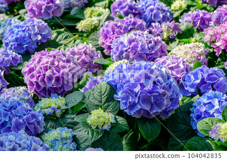Beautiful hydrangea flower in garden. flower background Beautiful hydrangea flower in garden. flower background 104042835
