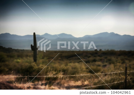 Cactus in a desert 104042961