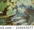 Koi fish 104043077