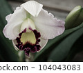 Iris flower 104043083