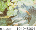 Carp fish 104043084