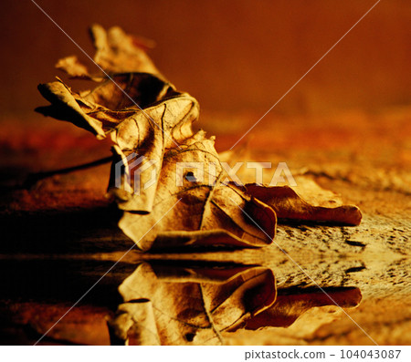 Golden Leaf 104043087