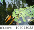 Koi Fish 104043088