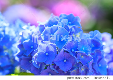 Hirahara Onsen Hydrangea 104043419