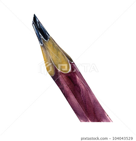 Red wooden sharpened pencil isolated on white background. Watercolor hand drawing detailed illustration. Art for design 104043529