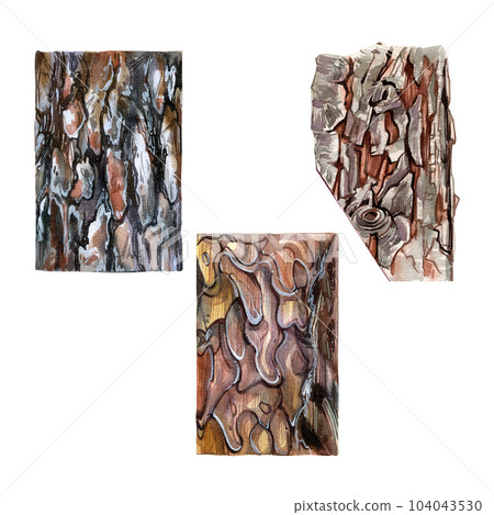 Set realistic wood texture bark isolated on white background. Watercolor hand draw detailed illustration. Art for design 104043530