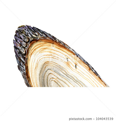 Realistic wooden fibers texture isolated on white background. Watercolor hand draw detailed illustration. Art for design 104043539