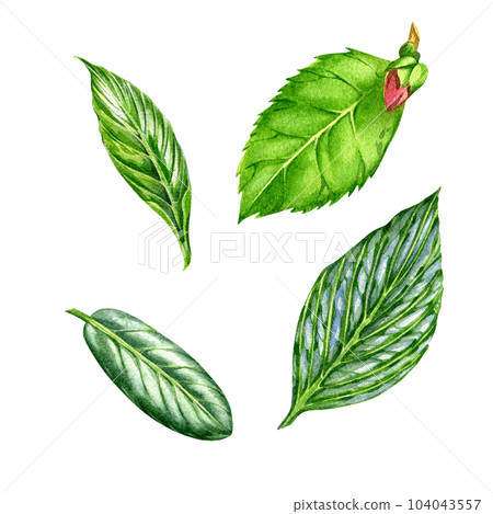 Set green tree leaves isolated on white background. Watercolor hand drawing botanic illustration. Art for floral design Set green tree leaves isolated on white background. Watercolor hand drawing botanic illustration. Art for floral design 104043557