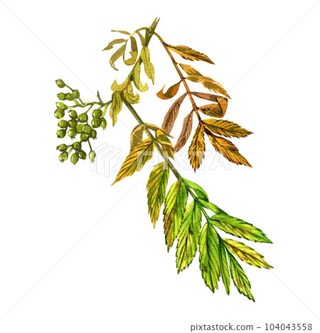 Green rowan tree leaf isolated on white background. Watercolor hand drawing botanic illustration. Art for floral design Green rowan tree leaf isolated on white background. Watercolor hand drawing botanic illustration. Art for floral design 104043558