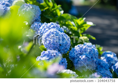 盛開的八仙花屬 稻田和八仙花屬 盛開的八仙花屬 稻田和八仙花屬 104043758