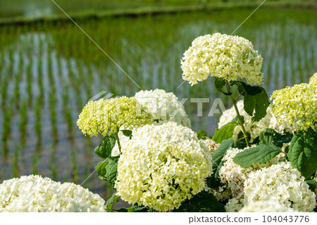Hydrangea in full bloom Rice field and hydrangea Hydrangea in full bloom Rice field and hydrangea 104043776