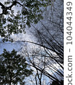 Beautiful forest  104044349
