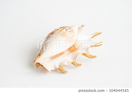 Seashell aesthetic. Minimalistic still life of sea shell. 104044585