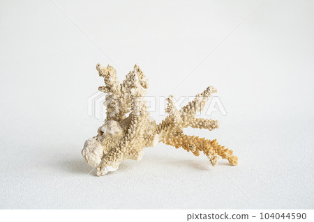 Coral aesthetic. Minimalistic still life of coral. 104044590