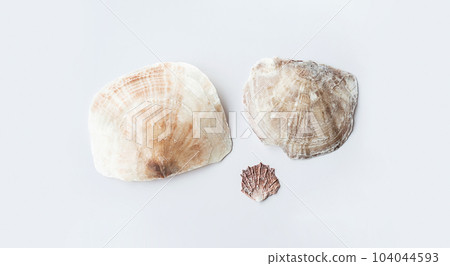 Seashells aesthetic. Minimalistic still life of sea shells. Seashells aesthetic. Minimalistic still life of sea shells. 104044593