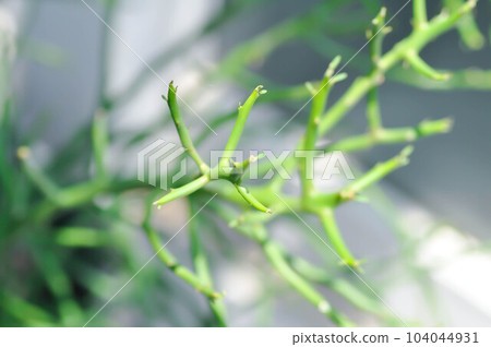 Euphorbia tirucalli L, Euphorbiaceae or Indian Tree Spurge or Milk Bush 104044931