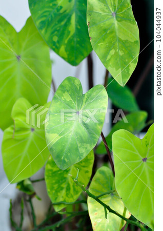 Colocasia esculenta, Lemon Lime Gecko or Colocasia Colocasia esculenta, Lemon Lime Gecko or Colocasia 104044937