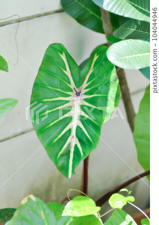 Colocasia variegated, Colocasia esculenta Nancys Revenge or colocasia nancys revenge Colocasia variegated, Colocasia esculenta Nancys Revenge or colocasia nancys revenge 104044946