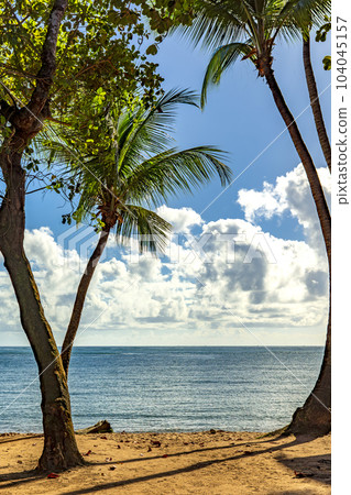 Landscape of the sea of Itacare in Bahia through the trees Landscape of the sea of Itacare in Bahia through the trees 104045157