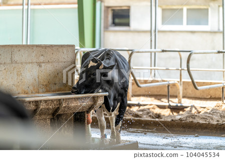 a cow drinks water on a farm a cow drinks water on a farm 104045534