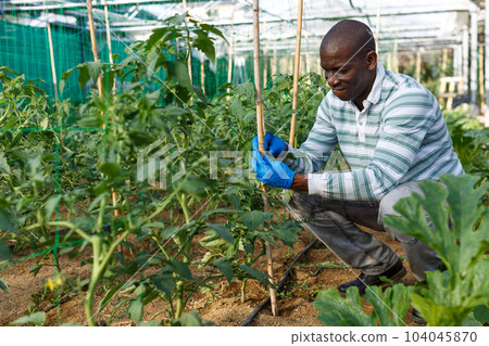 Farmer checking supports for tomato plants Farmer checking supports for tomato plants 104045870