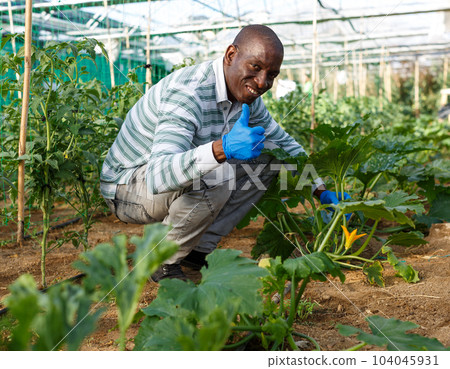 Happy farmer controlling growing of zucchini plants Happy farmer controlling growing of zucchini plants 104045931