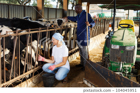 two active employees working in cowshed two active employees working in cowshed 104045951