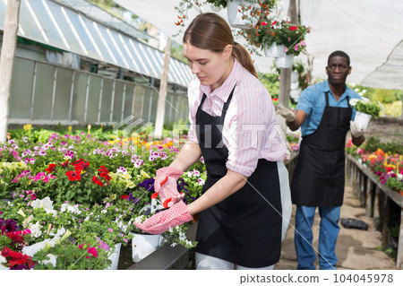 Florist girl working in greenhouse Florist girl working in greenhouse 104045978