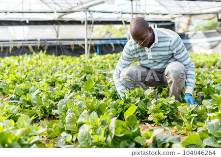 Farmer cultivating Malabar spinach 104046264