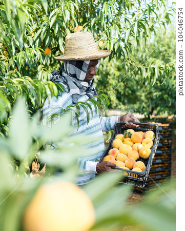 Farmer with boxes of peaches 104046754