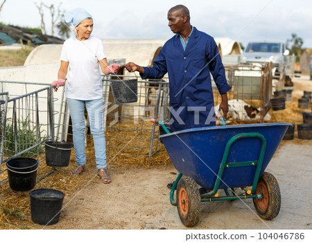 Man farmer with cart and woman farmer working at cow farm outdoor 104046786