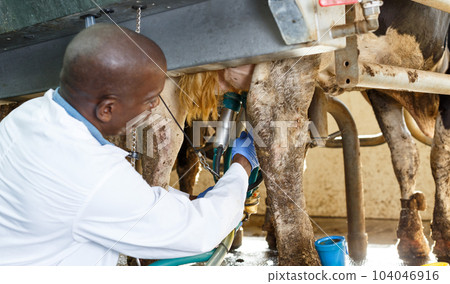 Farm milkmaid man in barn working with automatical cow milking machines Farm milkmaid man in barn working with automatical cow milking machines 104046916