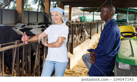 Female and male proffesional farmers talking near cow at farm 104047143