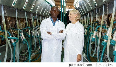 Milkmaids man and woman standing near automatical cow milking machines 104047160