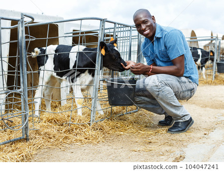 Man feeding calves on dairy farm 104047241