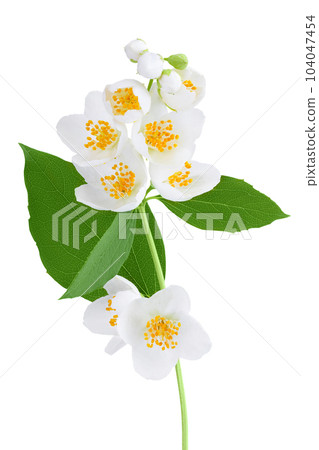 Jasmine flowers isolated on white background with full depth of field Jasmine flowers isolated on white background with full depth of field 104047454