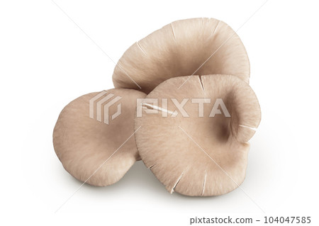 Oyster mushrooms isolated on white background with full depth of field 104047585